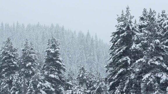 冬天的风景山上的松树被厚厚的白雪覆盖的特写镜头下雪