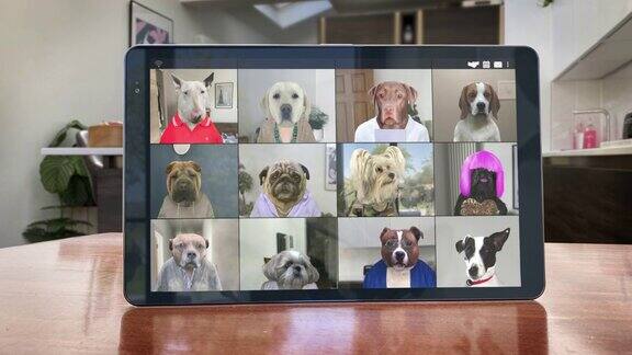 视频应用会议电话-12只狗赶上-循环视频