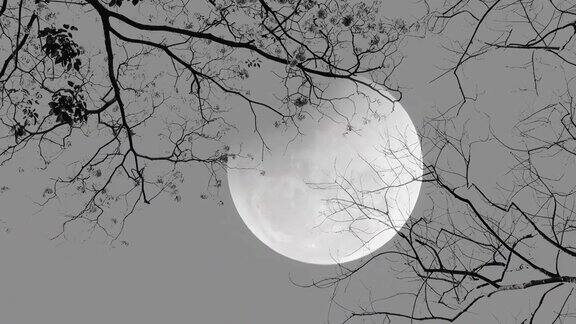 满月的夜晚树木的剪影