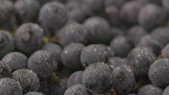 旋转背景的葡萄藤大量的有机蓝色深色葡萄食物概念酒收获和果汁