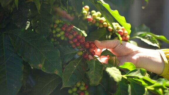 农妇用手检查一个红色的咖啡浆果