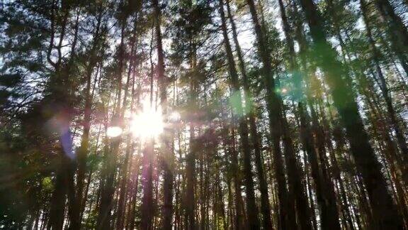 阳光透过树林闪烁