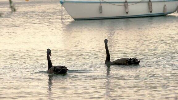 美丽的大黑天鹅在湖上游泳平静的日落在湖码头有许多停泊的帆船和帆船