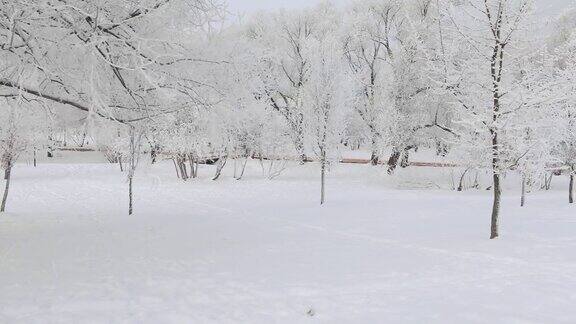 被白雪覆盖的城市公园