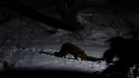 白俄罗斯狐狸晚上吃东西