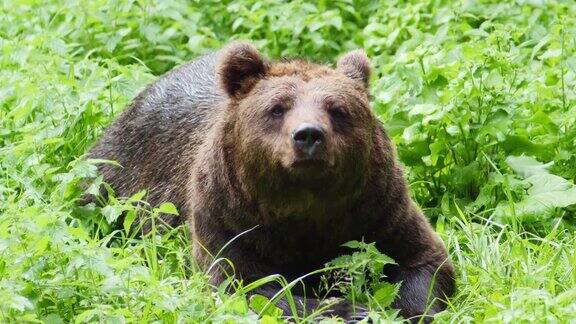 棕熊躺在大自然中嗅着什么