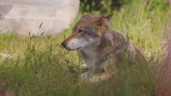 森林里一只大的成年雄性灰狼在草地上休息的特写镜头
