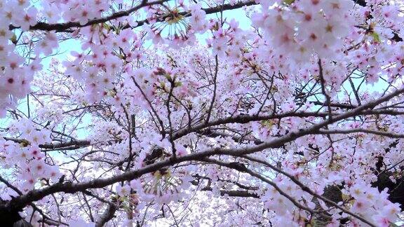 樱花盛开聚焦背景