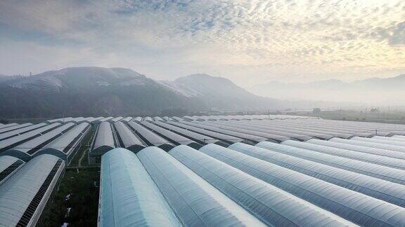 清晨鸟瞰农场温室壮丽的薄雾