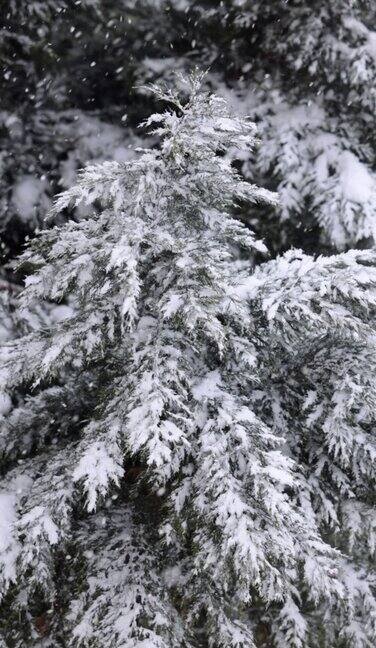 松树下大雪