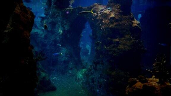 水下摄影机拍摄海洋中的小鱼