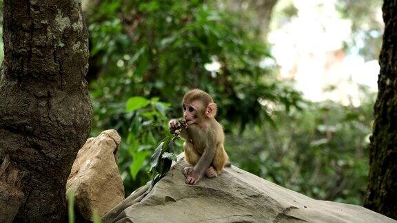 丛林里的小猴子