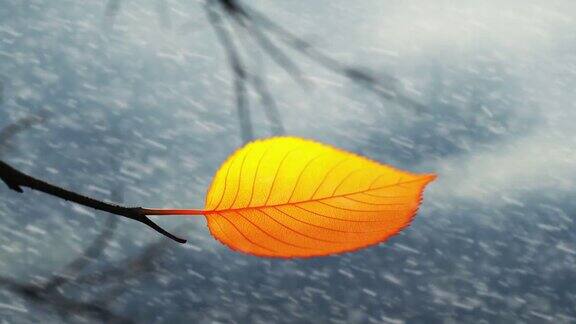 在雪花飘落的背景下风从树枝上撕下最后一片黄叶