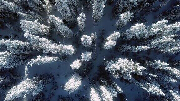 空中雪冬森林