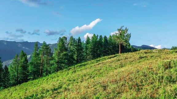 航拍新疆的绿色森林和山地景观