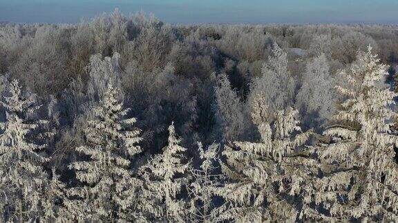霜霜在清晨的树上空中