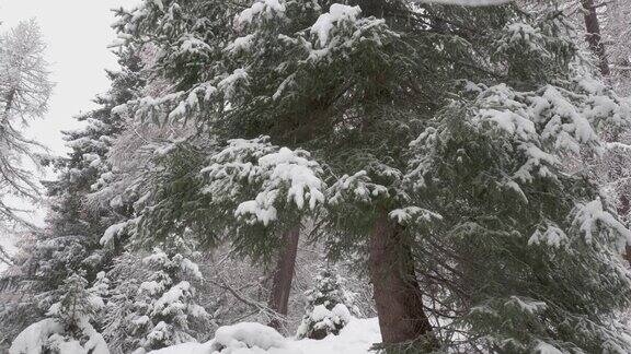 用平移镜头拍摄一棵白雪覆盖的常青树