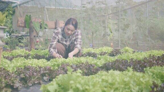 日落时分一位年轻的妇女在田野对面的有机农场检查绿色的生菜