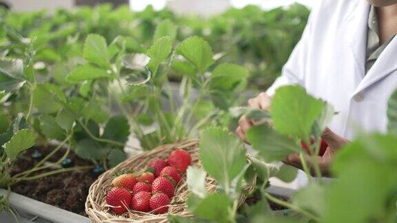 现代草莓农场旅游