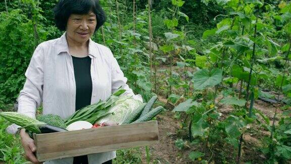 女农民拿着木盒子和蔬菜在田地里行走