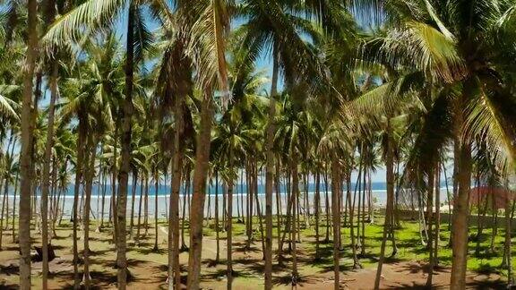 热带海滩棕榈树鸟瞰图