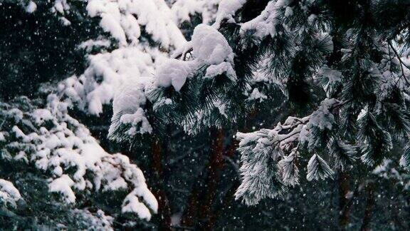 冬天飘落的松林和雪白的圣诞树