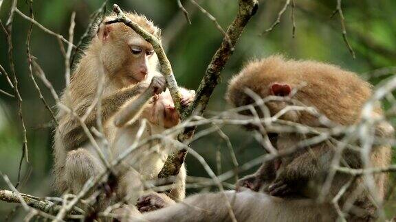 泰国Khaoyai国家公园的一处天然森林里生活着一只家庭猴子