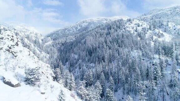鸟瞰图在雪天覆盖的树木森林