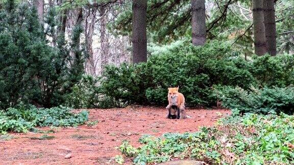 野外的赤狐母狐在喂养幼崽