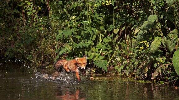 红狐黑猫成年渡河法国诺曼底4K慢镜头