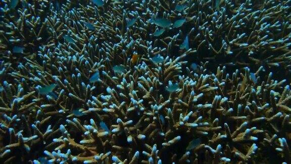 近距离观赏水下五彩缤纷的珊瑚景观