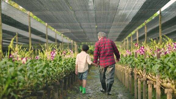 祖父母和孙子在兰花农场工作收获人与养花理念