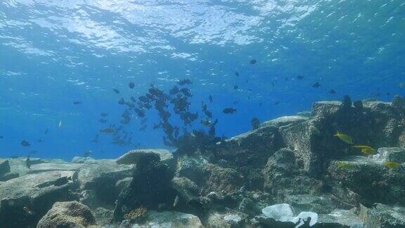 黑箭鱼在海底成群游动