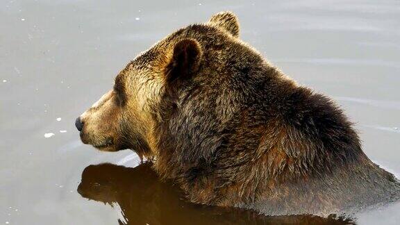 灰熊坐在水里野生的自然哺乳动物户外近距离