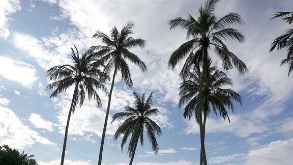 全景从下面的棕榈树对天空的背景