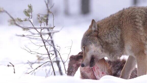 白俄罗斯两只狼和死去的马鹿在雪地和冬天的森林里奔跑