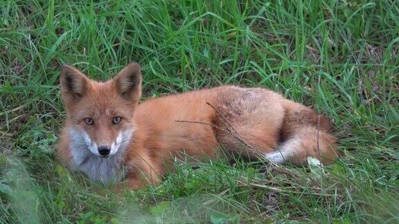 一只伊佐红狐躺在草地上