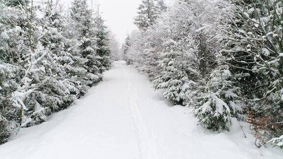 冬天的喀尔巴阡在暴风雪中飞过冷杉树