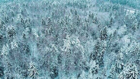 莫斯科冬季森林里被雪覆盖的冷杉树