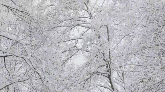 美丽的冬天下雪的落叶林在雪天
