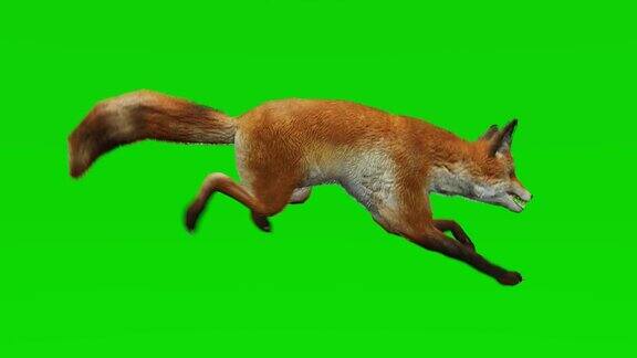 狐狸在绿色屏幕上奔跑概念动物、野生动物、游戏、返校、3d动画、短视频、电影、卡通、有机、色度键、角色动画、设计元素、可循环