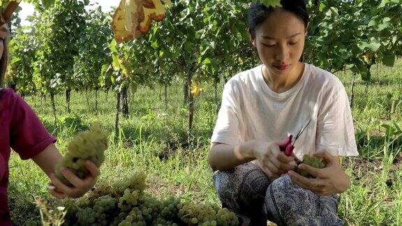 年轻的女人喜欢收获葡萄