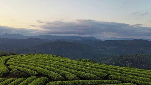 春天的茶园无人机角度观