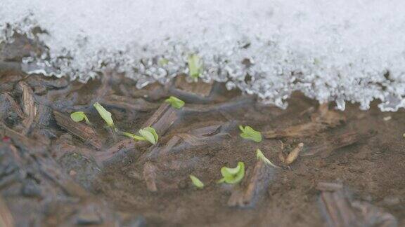 耀眼的阳光反射在春天融化的小溪上雪躺在河岸上春天的第一片绿草缓慢的运动