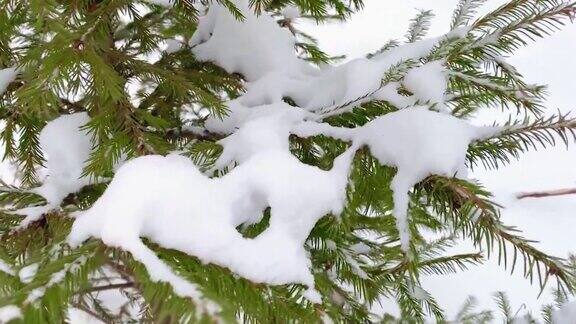 云杉冷杉树枝关闭了冬天森林里下雪