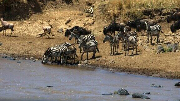 肯尼亚马赛马拉一只斑马在马拉河里喝水
