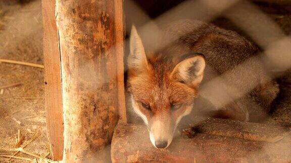 狐狸在笼子里
