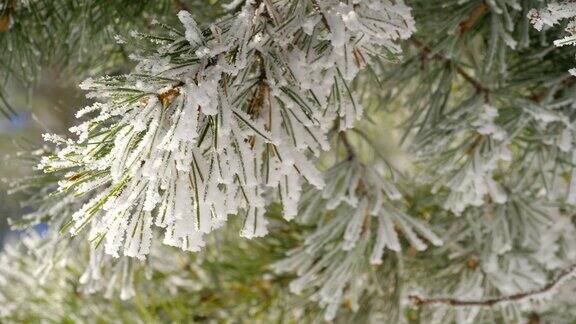 结霜的松树枝