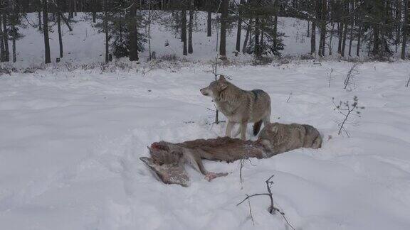两只狼(鸟瞰图)和死马鹿在白俄罗斯的雪地和冬季森林里奔跑