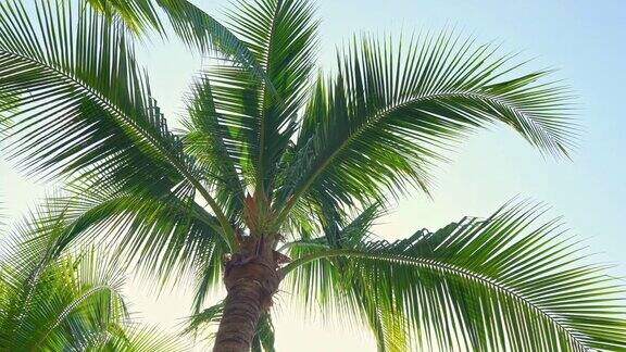 美丽的棕榈树叶子与天空的背景